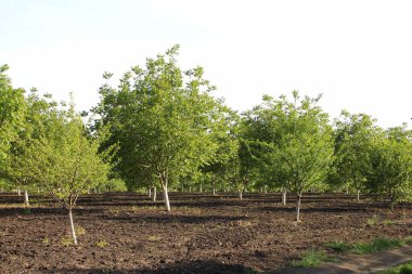 İlkbaharda ağaçların bahçesi