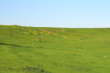 yeşil tarla ve mavi gökyüzü