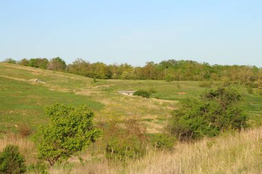 Güneşli bir bahar gününün arka planında güzel yeşil çayırlar ve ağaçlar.
