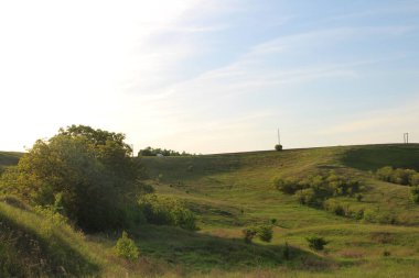 yeşil çimenler, doğa manzarası
