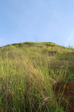 Ağacı ve tarlası olan güzel bir manzara.