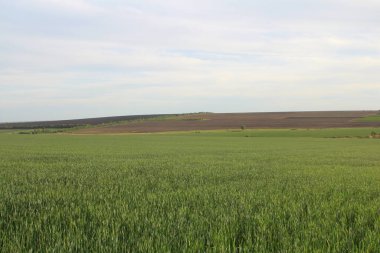 Buğday tarlası ve mavi gökyüzü