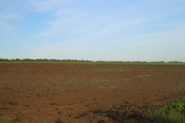 Yazın bir buğday tarlası olan manzara