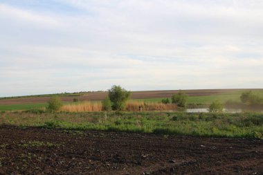 küçük yeşil çimen tarlası