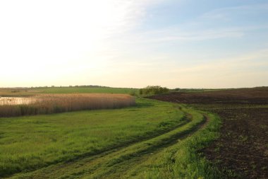Buğday tarlası ve mavi gökyüzü olan güzel bir manzara.