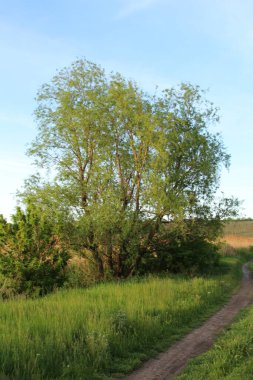 Ağaçlar ve ormanlarla dolu güzel bir manzara.