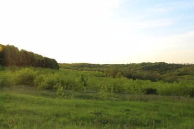 yeşil tarla ve mavi gökyüzü