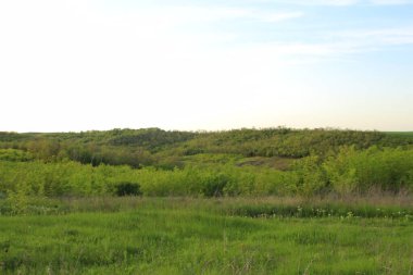 Güzel yeşil tarla ve mavi gökyüzü.