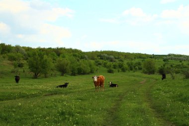 İnekler bir yaz günü tarlada otlar.
