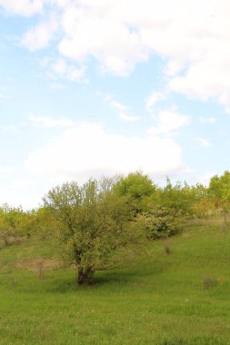 Güzel manzara. doğa arkaplanı