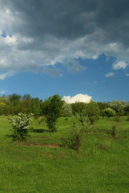 yeşil tarla ve mavi gökyüzü