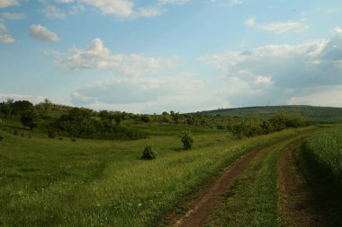 Güzel yeşil tarla ve mavi gökyüzü
