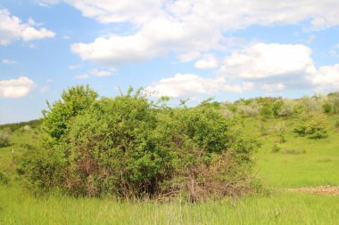 Güzel yeşil tarla ve mavi gökyüzü