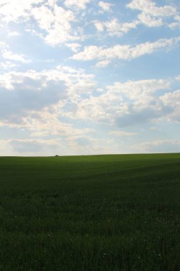 Hollanda 'daki yeşil buğday tarlaları