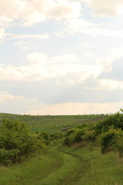 Güzel bir manzara Ağacı ve mavi gökyüzü