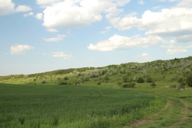 yeşil çimenler ve ağaçlar tarlada, yaz manzarası