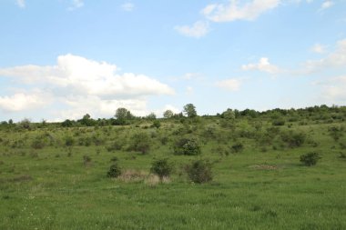 Güzel yeşil orman Ağaçlar ve mavi gökyüzü