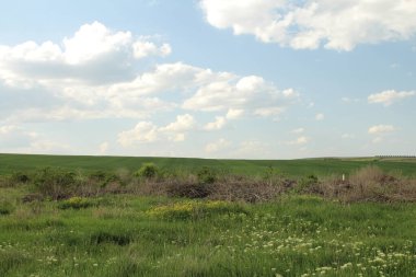Yeşil çimen ve ağaçların manzarası