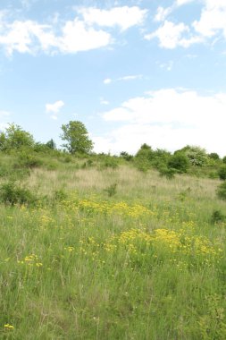 Bahçedeki güzel çiçekler