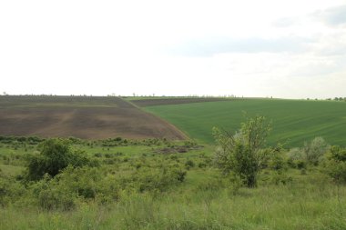 Yeşil tarlalı ve bulutlu mavi gökyüzü.