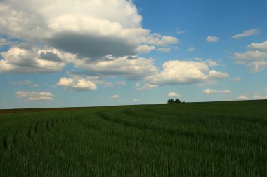 Buğday tarlası ve mavi bulutlu gökyüzü ile güzel bir manzara