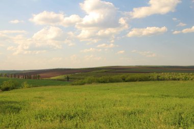 yeşil tarla ve mavi gökyüzü
