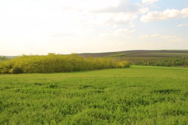 Yeşil Çimen ve Mavi Gökyüzü
