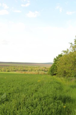 yeşil tarla ve mavi gökyüzü