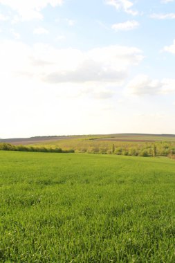yeşil tarla ve mavi gökyüzü
