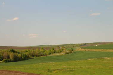 Yeşil tarla ve mavi gökyüzü. bahar manzarası
