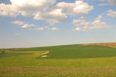 Yaz gününde güzel yeşil tarla