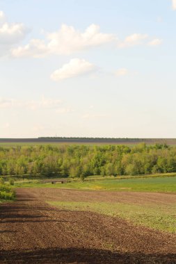 manzara, mısır tarlası ve mavi gökyüzü.