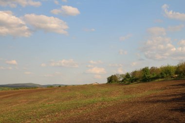 Buğday tarlası olan güzel bir manzara.