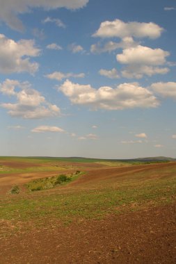 Yeşil Çimen ve Mavi Gökyüzü