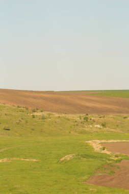 Güzel bir beyaz buğday tarlası olan manzara