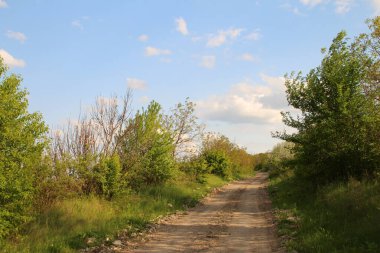 Bulutlu bir gökyüzünün altında ormanla çevrili kırsal bir yolun güzel manzarası.