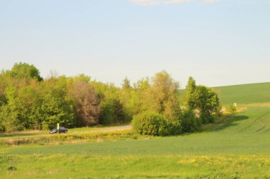 Ağaçları ve mavi gökyüzü olan yeşil tarla