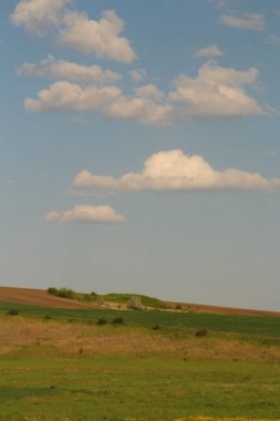Bahar buğday tarlası