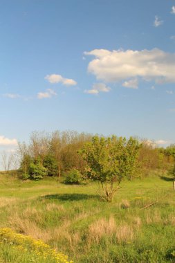 Çimen ve mavi gökyüzü olan güzel bir manzara.