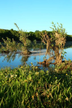 Ormanda yeşil çimenleri olan güzel bir göl manzarası..