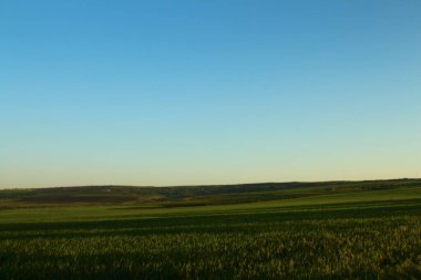 Mavi gökyüzünün arka planında güzel yeşil çimenler