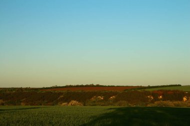 Buğday tarlası ve mavi gökyüzü olan güzel bir manzara.