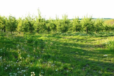 Güzel botanik fotoğrafı, doğal duvar kağıdı.