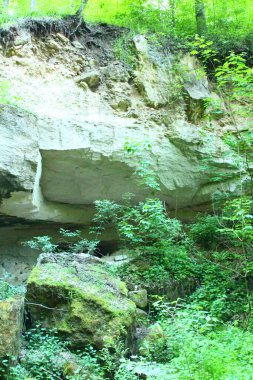 Ormandaki nehir manzarası