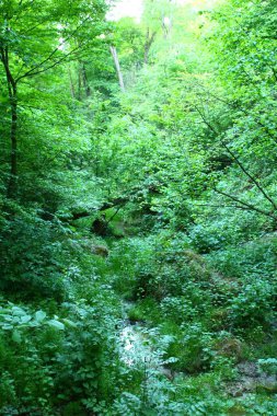 Ormanın güzel manzarası