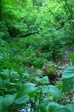 Ormanın güzel manzarası