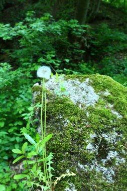 Ormanda yeşil yosun