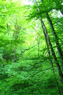 Güzel yeşil orman sabah