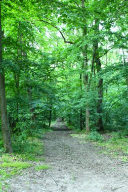 Orman yolu, doğa geçmişi