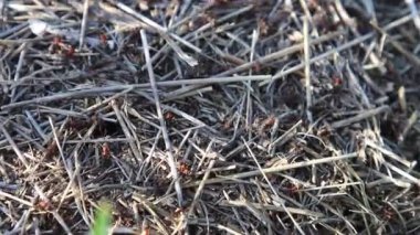Açık bir zemindeki kuru ot yığınının yakın plan çekimi.